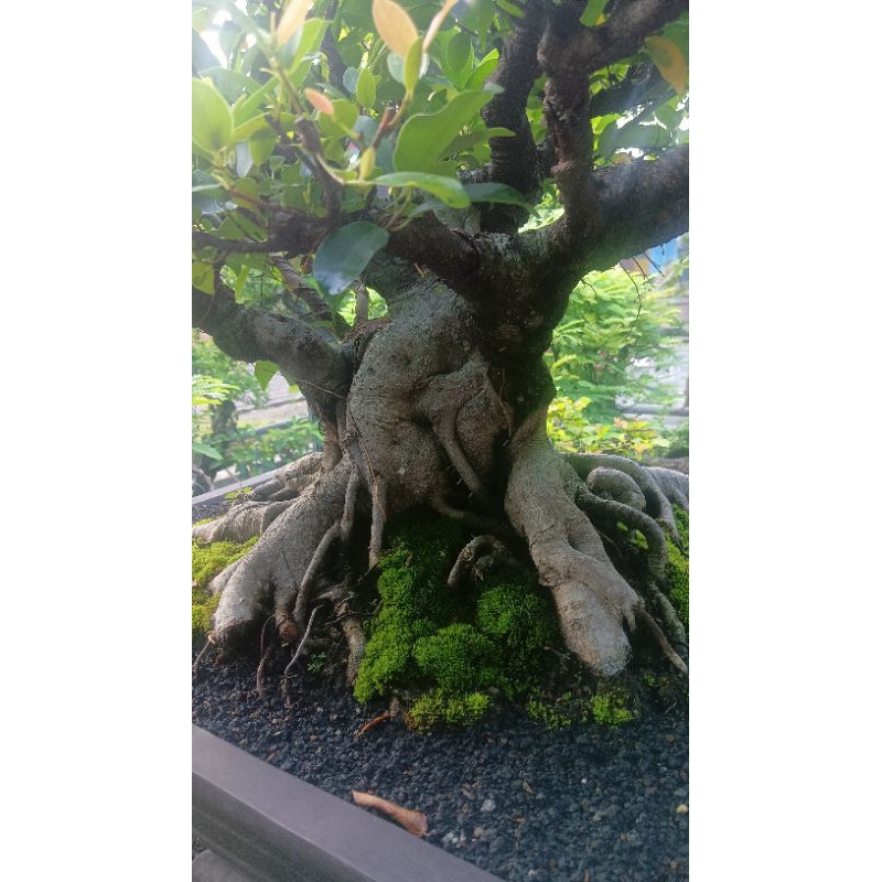 Bonsai Beringin, Bonsai Iprik, Bonsai Ficus, Vicus, Real