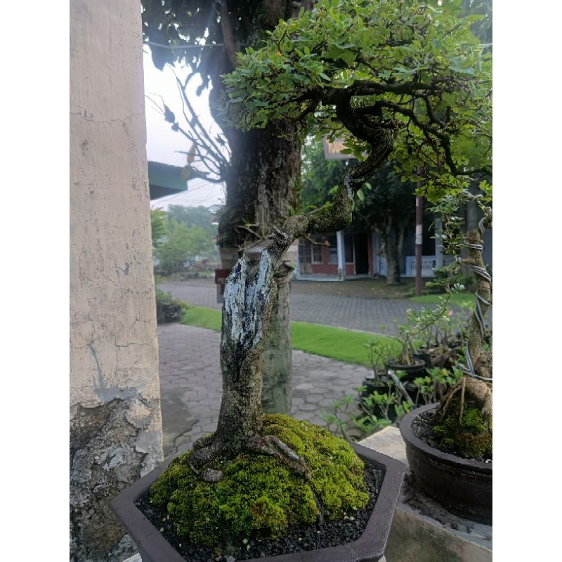 Bonsai Asem, Bonsai Asem Jawa, Tamarindus Indica