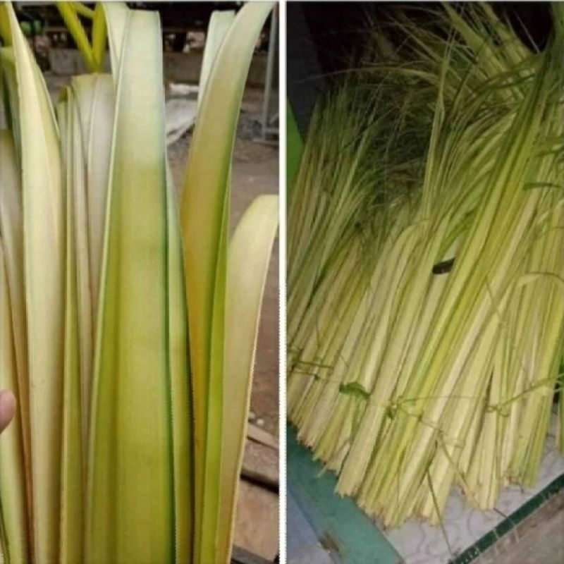 

janur ketupat 1 ikat