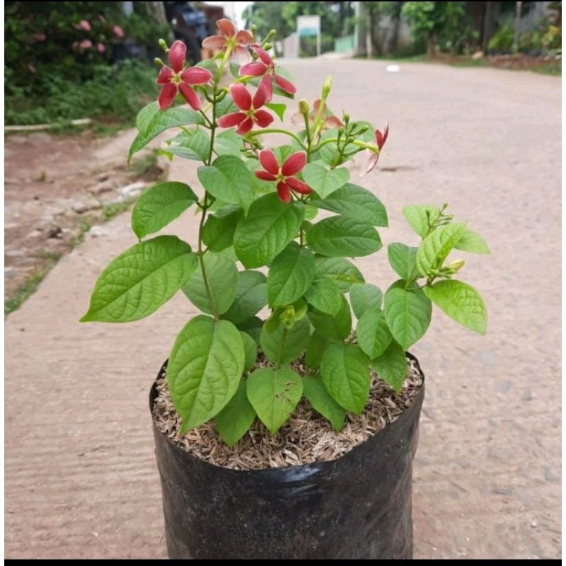 COD Bunga Melati Hidup - Melati Belanda Bunga Merah