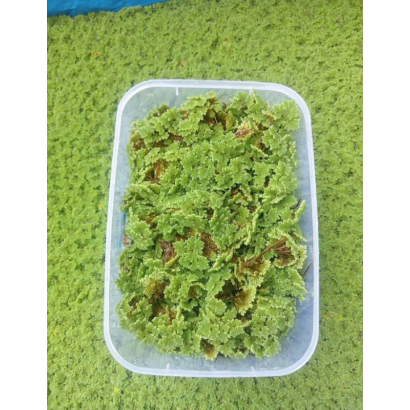 

azolla 500 gram kemasan mika 500 ml