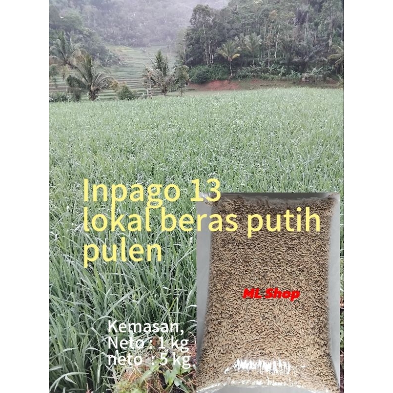 Benih bibit padi inpari 12 super citarum beras putih pilihan