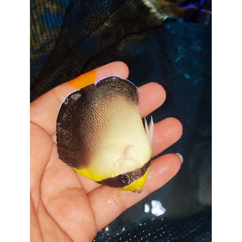 ikan hias angel marmut kepe marmut