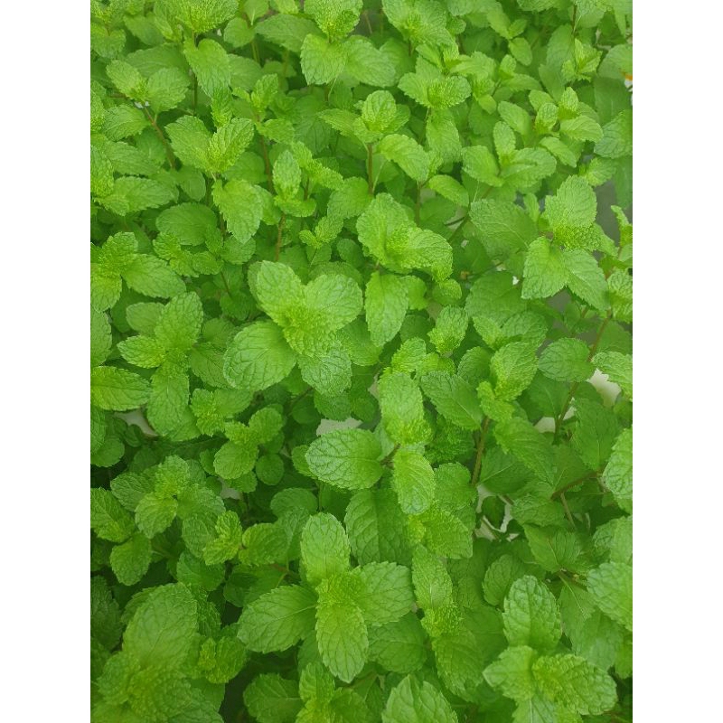 

Daun Mint Fresh / Fresh Cut 100Gram