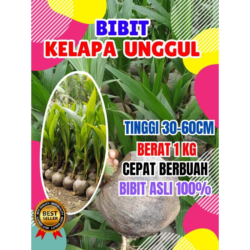 BIBIT UNGGUL.. Bibit Kelapa Hibrida Hijau Pendek