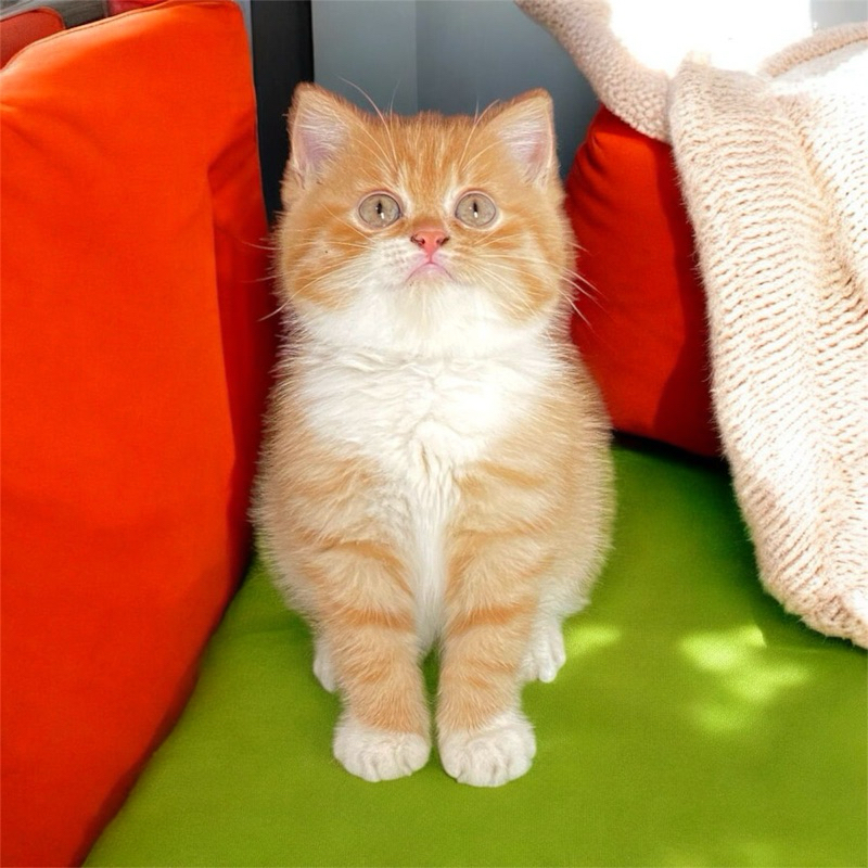 boneka hidup british shorthair red female