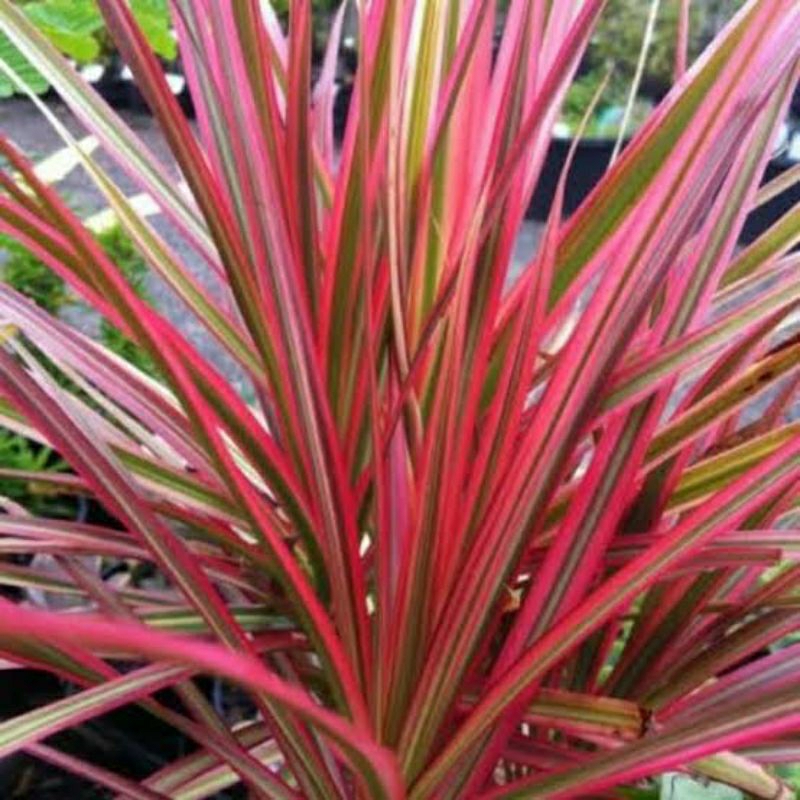Tanaman Dracaena Marginata Tricolor merah