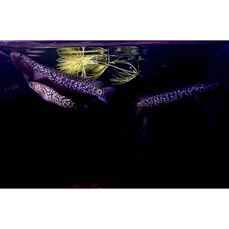 Asiatica RSP Kalimaya