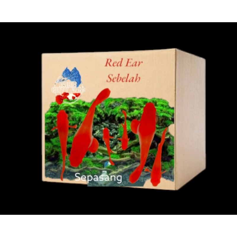 

Box kardus cap guppy albino koi red ear sebelah