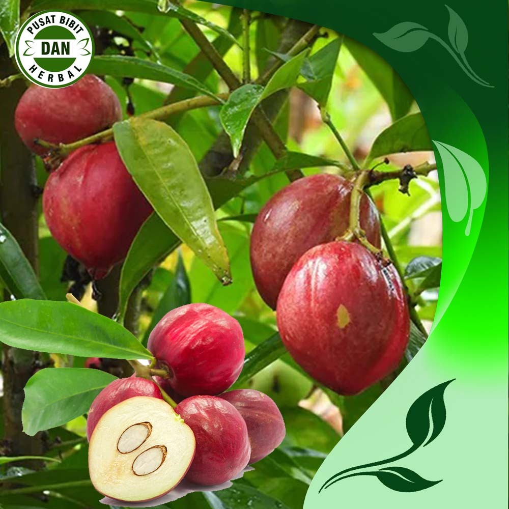 

Buah mahkota dewa obat herbal alami 250 gram segar