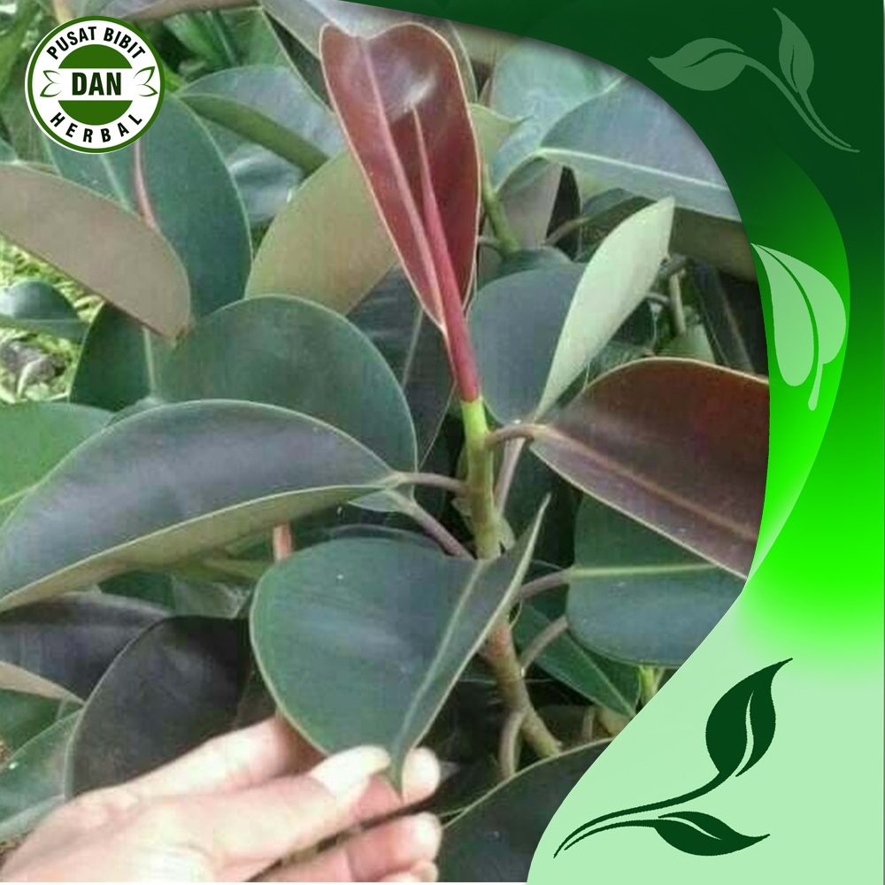 

ready Daun karet kebo ampuh sembukan struk 500 gram