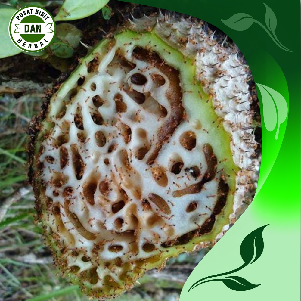 

Sarang semut 100 gram untuk pengobatan herbal alami