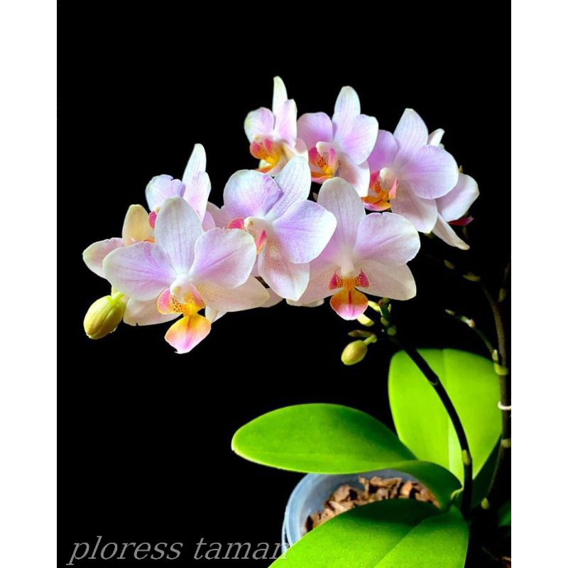 promo anggrek bulan bunga(phal.enoby-white)siap berbunga import taiwan