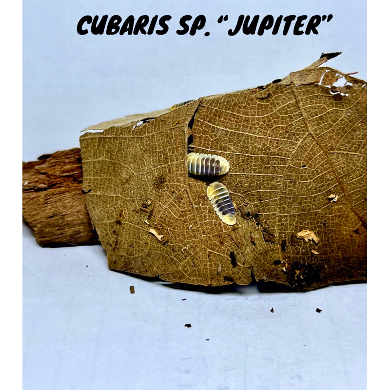 isopod CUBARIS SP. JUPITER