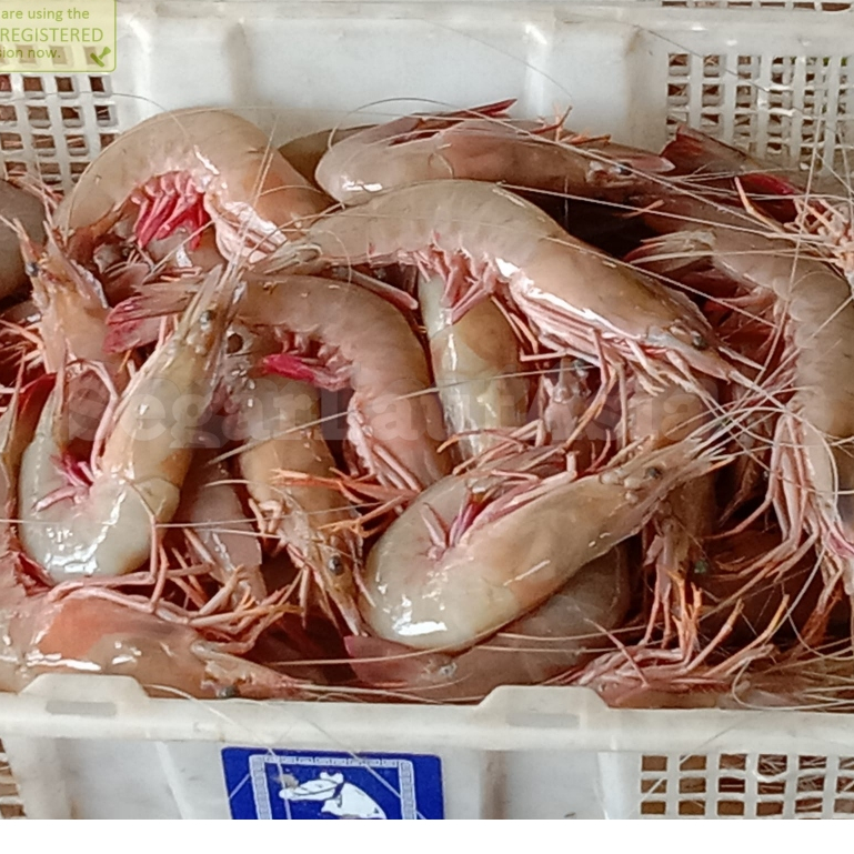 

Udang Peci Jerbung Seafood Udang Laut Segar 1Kg
