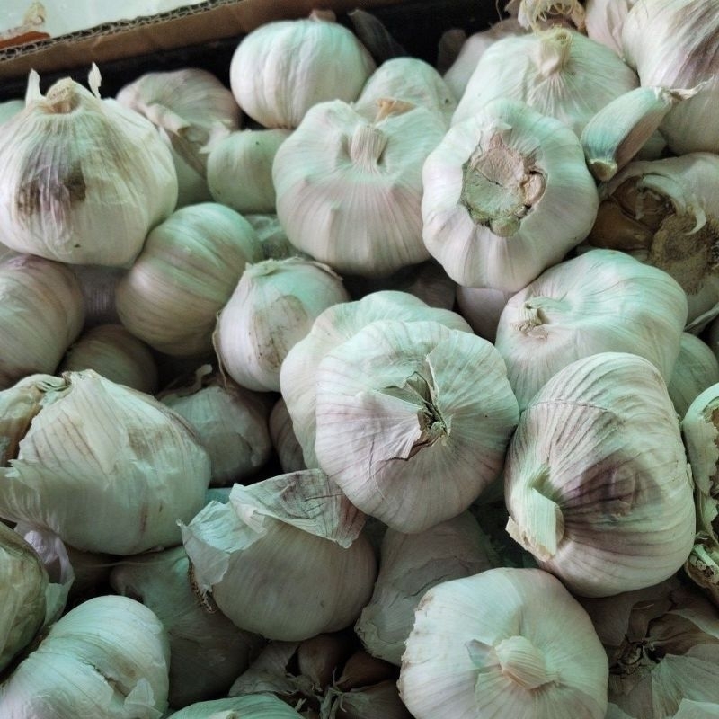 

BAWANG PUTIH