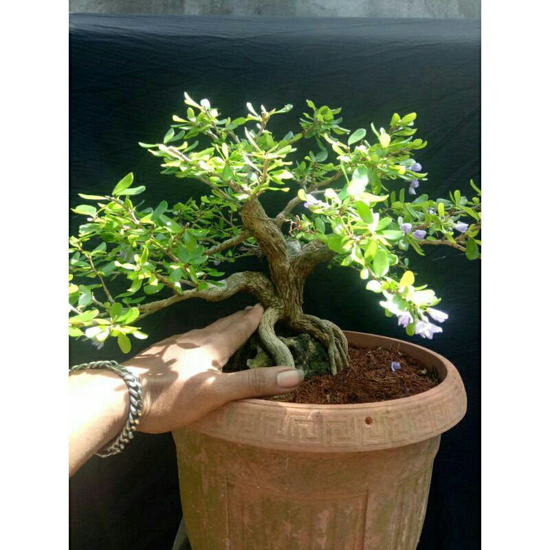 bonsai saeng simbur bunga ungu onterock lokal