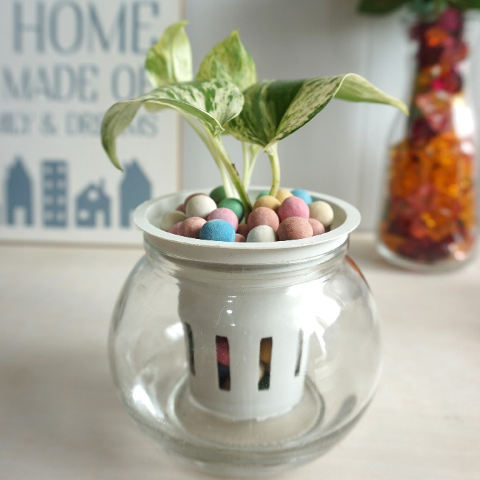 Raflezia Mini Self Watering Pot Kaca/Pot Hidroponik Kaca/Pot Kaca Minimalis Indoor/Pot Kaca Ruang