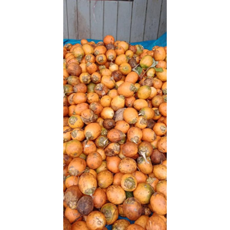 

buah pinang orange