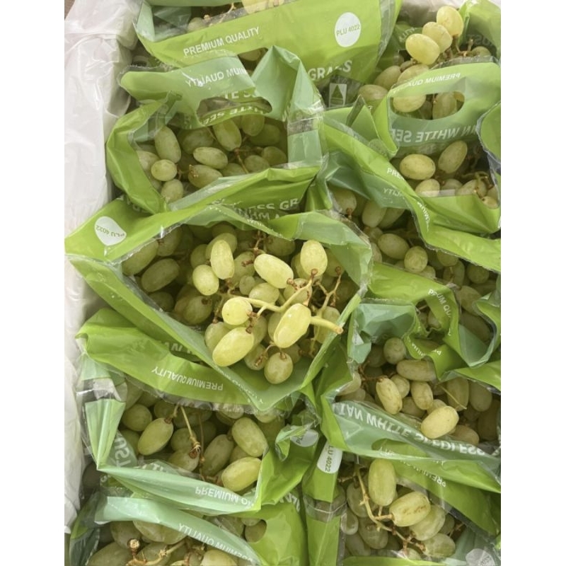 

Anggur Hijau Thompson 1kg Malang