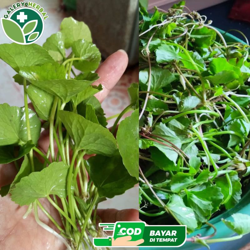 

Daun Pegagan Fresh 300gr / Lalapan Daun Pegagan / Daun Antanan Herbal