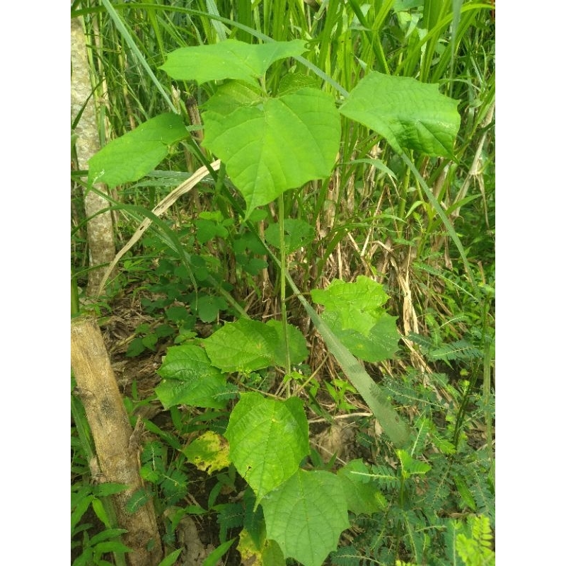 Bibit gamelina ( jati putih) 10 batang