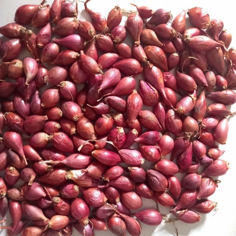

Bawang merah kualitas bagus 1kg kecil uleg