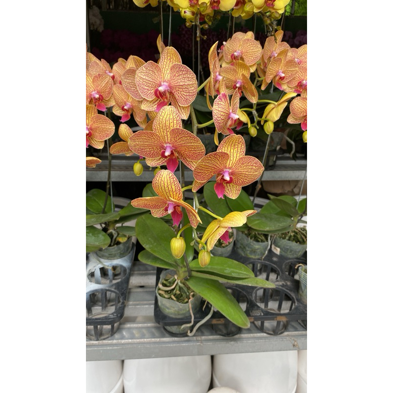 jual pohon anggrek bulan novelty dan anggrek bulan