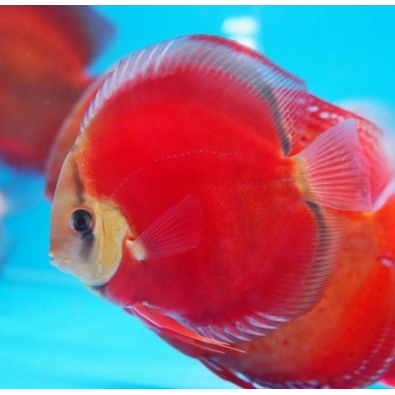 Ikan Discus Sun Merah/Sun Red Size 2' Inc