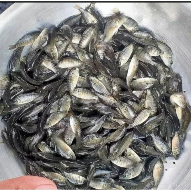 Bibit Ikan Mujair Pakan Ikan Hidup Anak Ikan