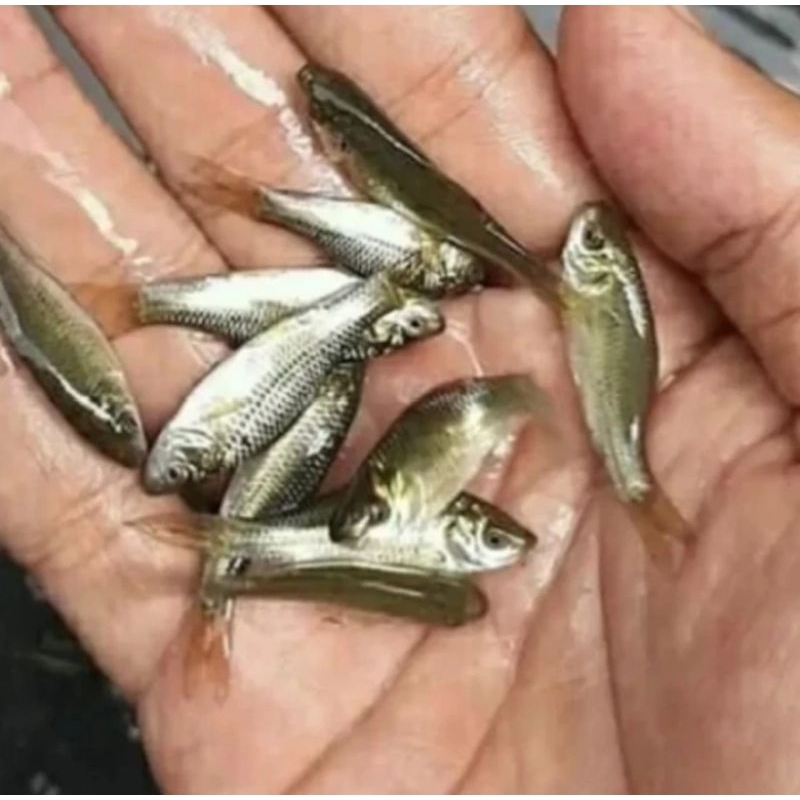 Ikan Terapi Nilem Lemon dan Hitam Ikan Nilem Terapi Kaki Per Ekor