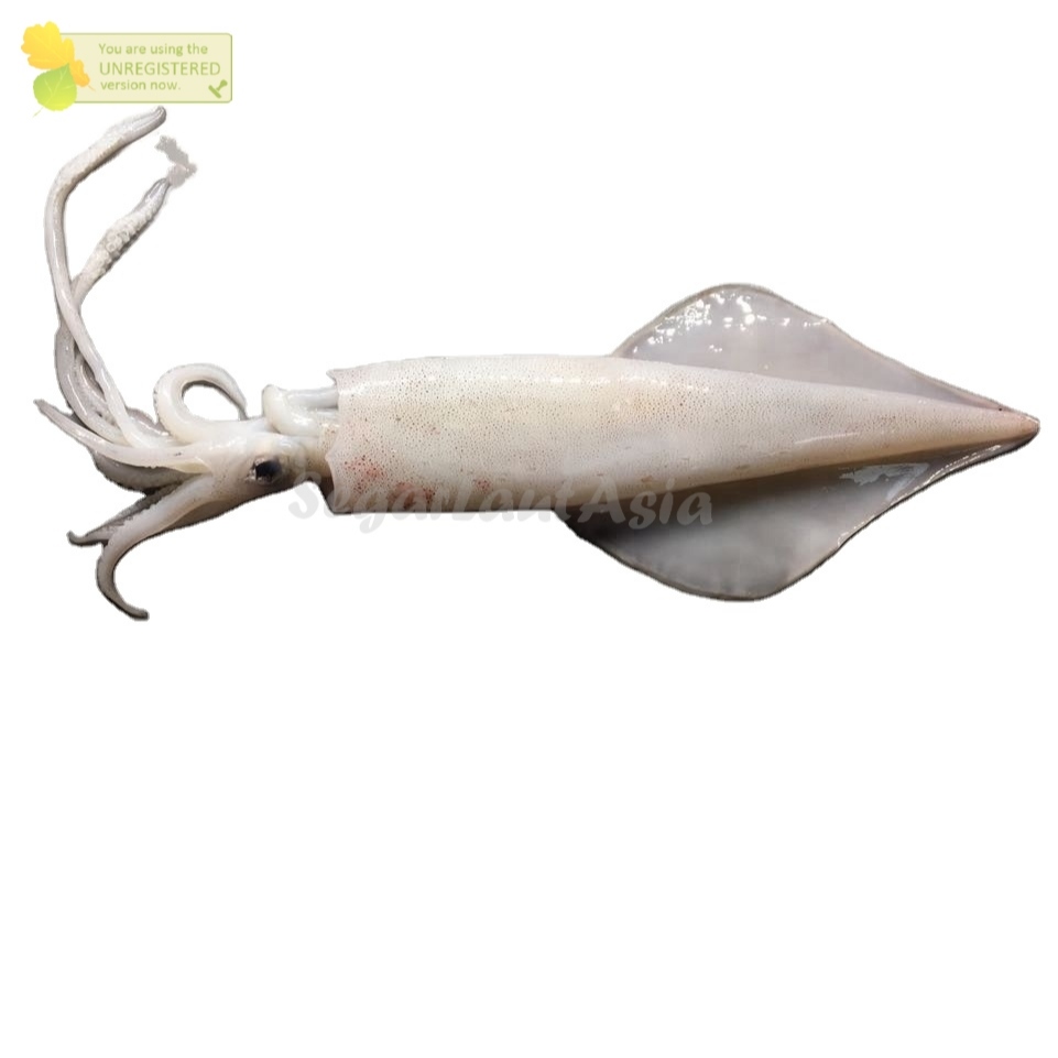 

Cumi Sero Jumbo Cumi Sero Segar Seafood Cumi Basah Segar 1Kg