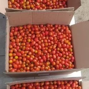 

Tomat cerri per kg