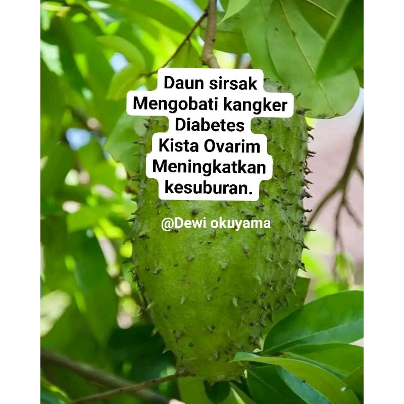 

200 lembar daun sirsak