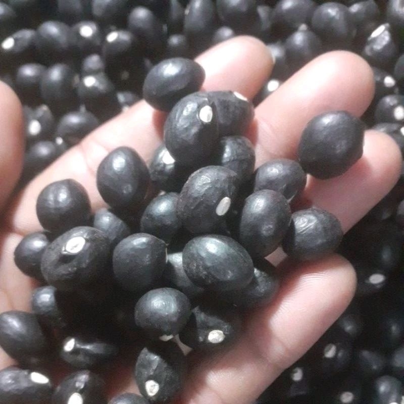 

400 biji bibit kacang bogor banten