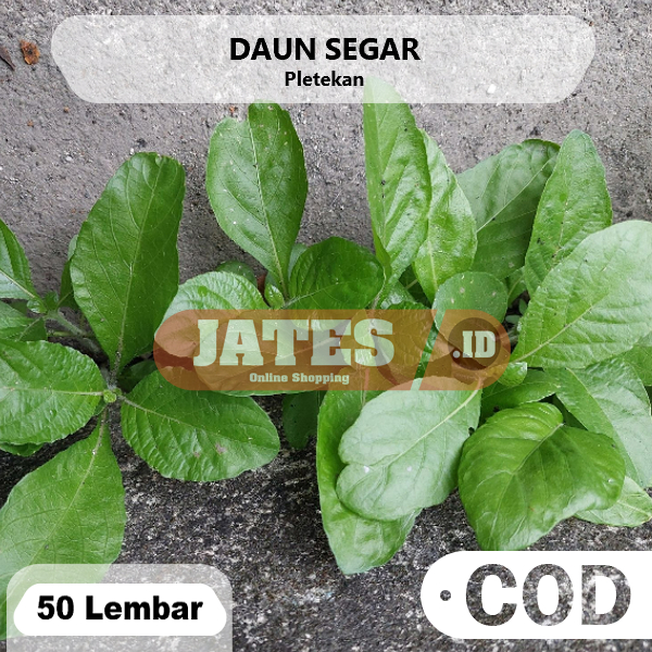 

Daun Pletekan Kencana Ungu Segar 50 Lembar