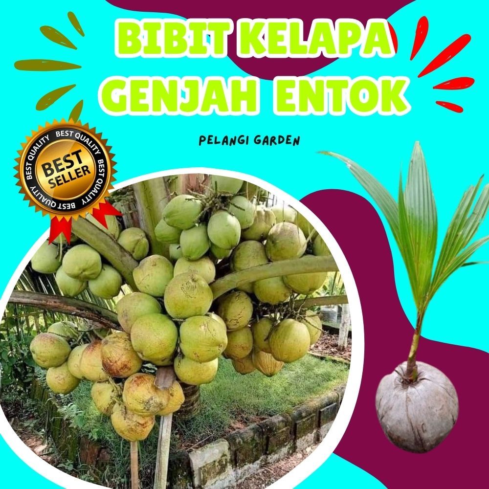 BIBIT PREMIUM.. Pohon Kelapa Ijo Pendek