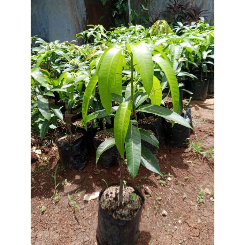 bibit pohon mangga Miyazaki tinggi 50cm