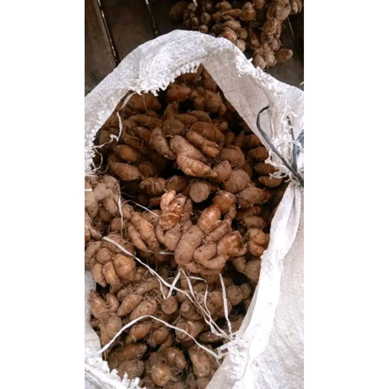 

KENCUR LOKAL FRESH TUA BERAT 5KG