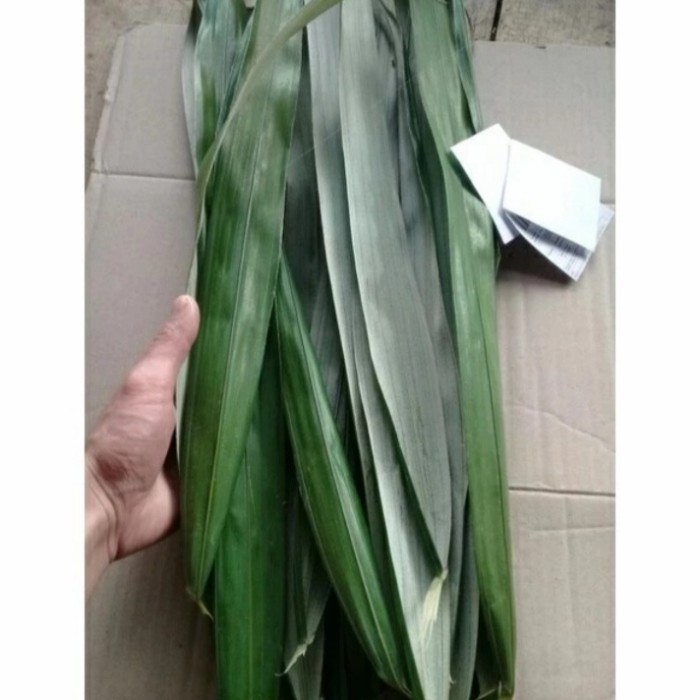 

Daun Salak Segar herbal 500gram