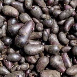 

Kentang Hitam - Kentang Kleci 1 kilogram Bonus Kapur Sirih