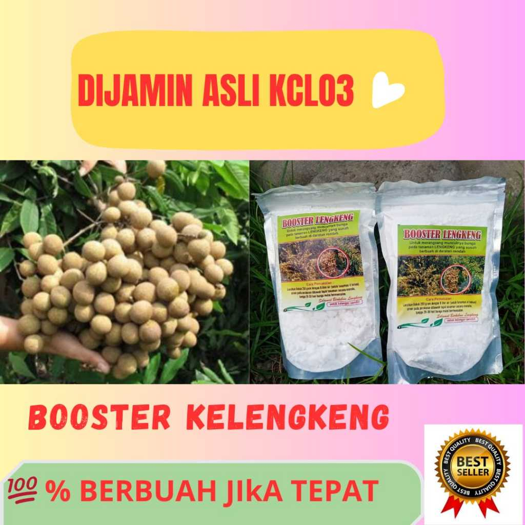 UNGGULAN  Booster Buah Kelengkeng Cangkokan