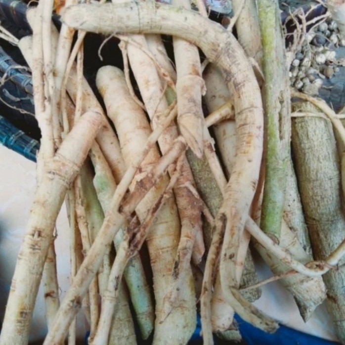

AKAR PEPAYA SEGAR GANDUL GEDANG 150GRAM