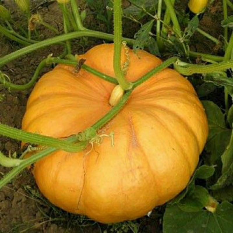 50 biji benih labu waloh kuning madu superan bibit unggul