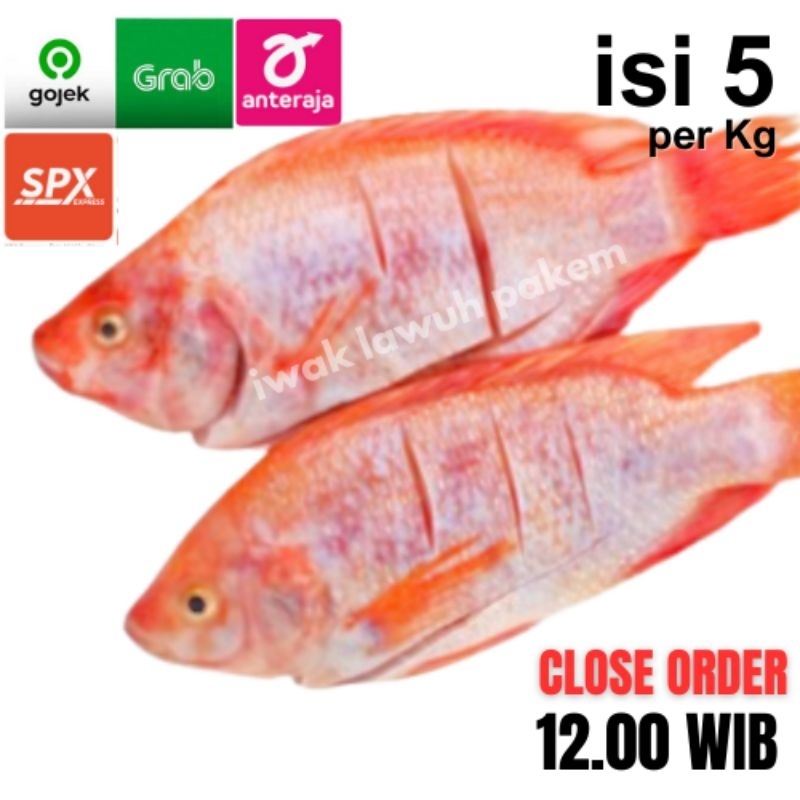 

NILA Segar Isi 5 /Kg - kurir SAMEDAY