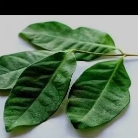 

DAUN SALAM SEGAR BUAT PENGHARUM MASAKAN DAPUR