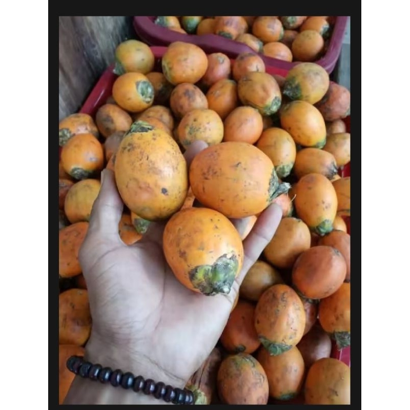 

1kilo buah jambe tua buah herbal
