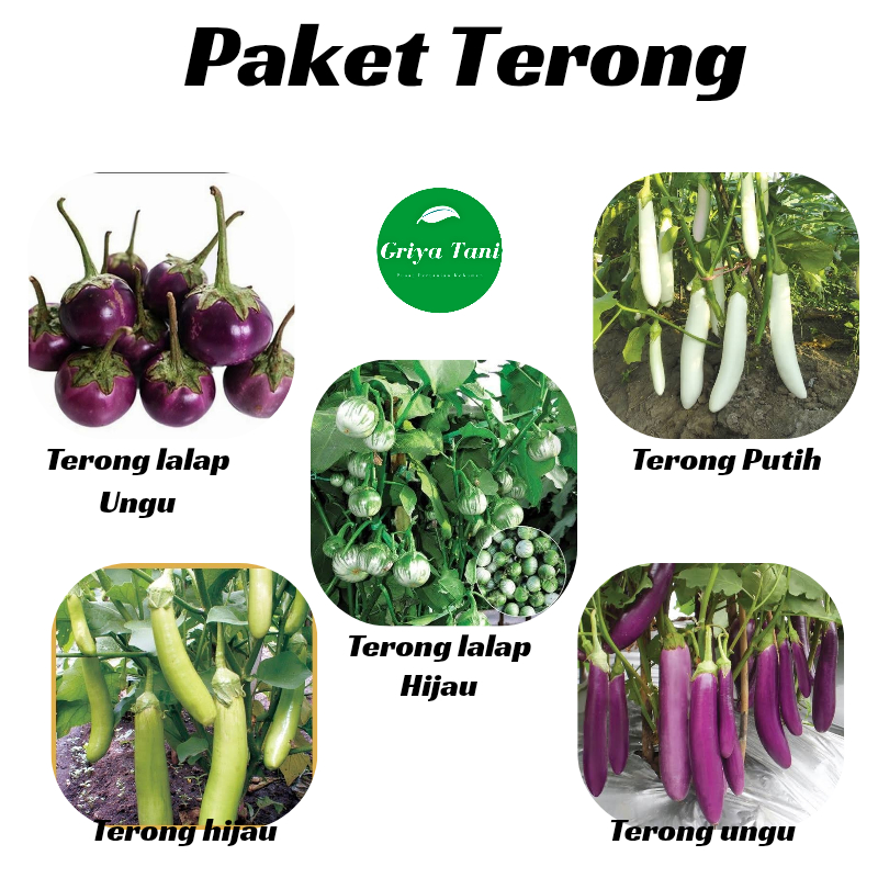 Lengkap Benih Terong Paket Lengkap Benih Terong Ungu Hijau Lalap dan Putih Terong
