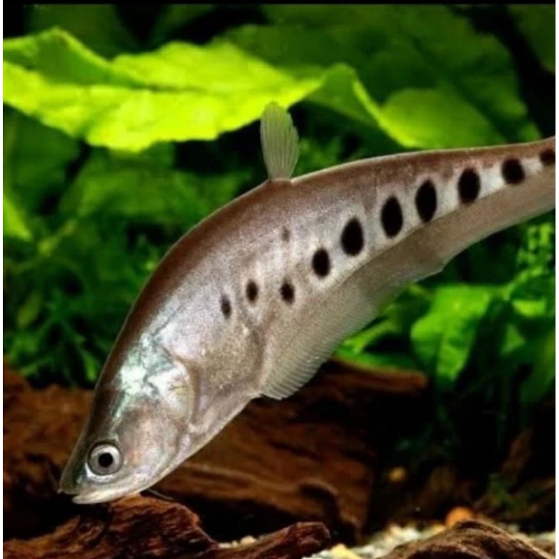 

HIASAN AQUARIUM/BELIDO BANGKOK