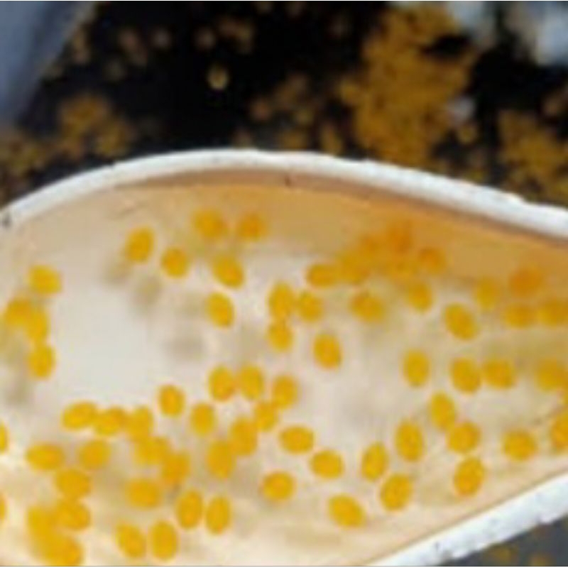 paket 300ekor larva gurame padang